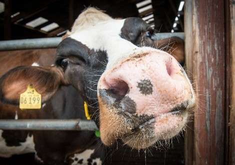 Nieuwe Omgevingsverordening Noord-Brabant: wat betekent dit voor jouw stal?